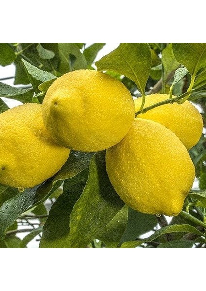 Tüplü Aşılı Zagara Bianca Limon Fidanı - 2 Yaş 100-120 cm