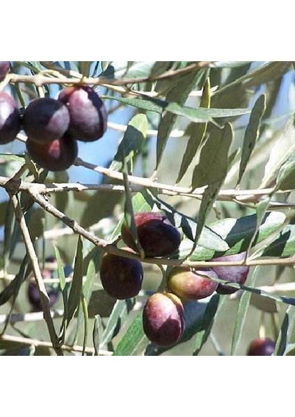 Tüplü Ayvalık Zeytin Fidanı - 2 Yaş 40-60 cm