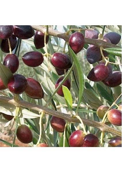 Tüplü Gemlik Zeytin Fidanı - 2'li 1 Yaş Kırmalık