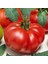 + 20 Adet Domates Marmande Tohumu + Sürpriz Tohum 1