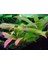 Hygrophila Compact Akvaryum Bitkileri Canlı Bitki 5 Dal 1