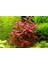 Hygrophila Compact Akvaryum Bitkileri Canlı Bitki 5 Dal 2