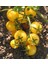 Sarı Cherry Domates Tohumu 10'lu 2