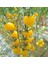 Sarı Cherry Domates Tohumu 10'lu 3