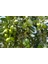 Tüplü Gemlik Zeytin Fidanı - 2 Yaş 1