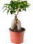 Bonsai Ficus Ginseng 2 Adet 1