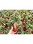 Bonsai Ficus Ginseng 2 Adet 2