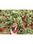 Bonsai Ficus Ginseng 2 Adet 3