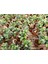 Bonsai Ficus Ginseng 2 Adet 4