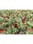 Bonsai Ficus Ginseng 2 Adet 5