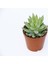 Sedum Nicaeensis 20 Adet Sukulent 1