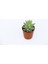 Sedum Nicaeensis 20 Adet Sukulent 2