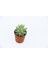 Sedum Nicaeensis 20 Adet Sukulent 3