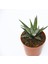 Zebra Kaktüs 20 Adet - Haworthia Fasciata 2