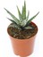 Zebra Kaktüs 20 Adet - Haworthia Fasciata 3