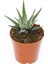 Zebra Kaktüs 5 Adet - Haworthia Fasciata 1