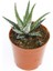 Zebra Kaktüs 5 Adet - Haworthia Fasciata 4