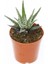Zebra Kaktüs 5 Adet - Haworthia Fasciata 5