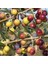 Tüplü Gemlik Zeytin Fidanı - 4 Yaş (80-100 Cm) 1