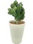 Euphorbia Lactea Cristata Aşılı Kaktüs 1