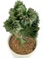 Euphorbia Lactea Cristata Aşılı Kaktüs 2