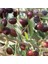 Tüplü Gemlik Zeytin Fidanı - 2'li 1 Yaş Kırmalık 1