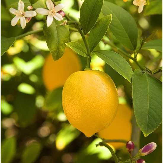 Mutlu Fidancım Tüplü Yediveren Limon Fidanı