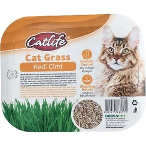 Grass Kedi Çimi