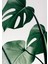 Canvas Deve Tabanı Bitki Tablo 0036 2