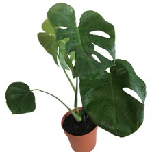 Armenbotanik Monstera Deliciosa - Deve Tabanı 90-100 cm