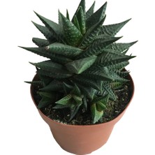 Armenbotanik Haworthia Limifolia