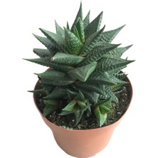 Armenbotanik Haworthia Limifolia