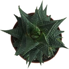 Armenbotanik Haworthia Limifolia