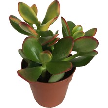 Armenbotanik Crassula Ovata Sunset Para Bitkisi