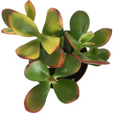 Armenbotanik Crassula Ovata Sunset Para Bitkisi