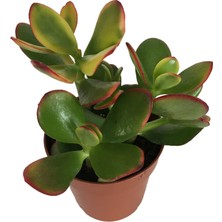 Armenbotanik Crassula Ovata Sunset Para Bitkisi