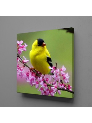 Technopa Sarı Kuş 25X25CM