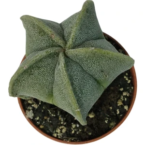 Astrophytum Myriostigma Astro Kaktüs