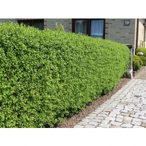 Tunç Botanik Ligustrum Kurtbağrı Çit Bitkisi 5'li