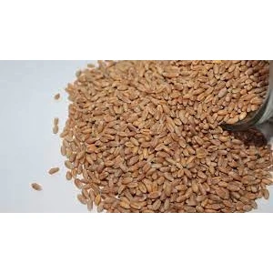 Buğday Çimi Tohumu 1 kg Doğal Organik Hormonsuz Yerli Buğday