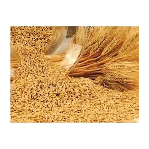 Arpa Tohumu 5 kg Doğal Arpa Tohumu Arpa Tohumları