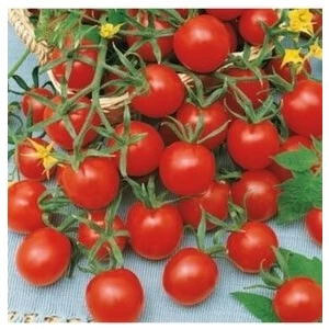 Çeri Domates Tohumu, 50 Adet Tohum