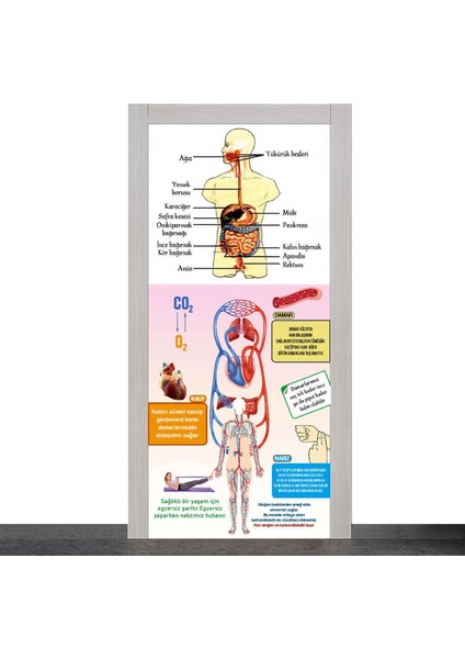 Organlar Kapı Giydirme