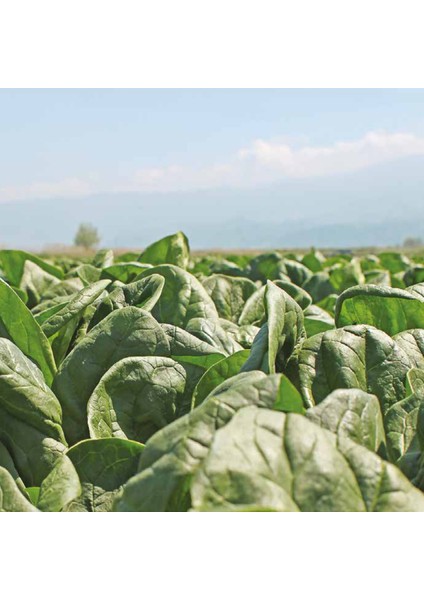 Efsun F1 Ispanak Tohumu 5 kg
