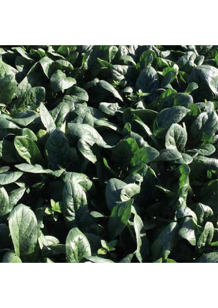 Efsun F1 Ispanak Tohumu 5 kg