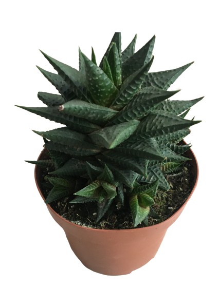 Haworthia Limifolia