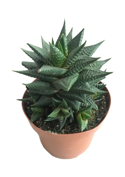 Haworthia Limifolia