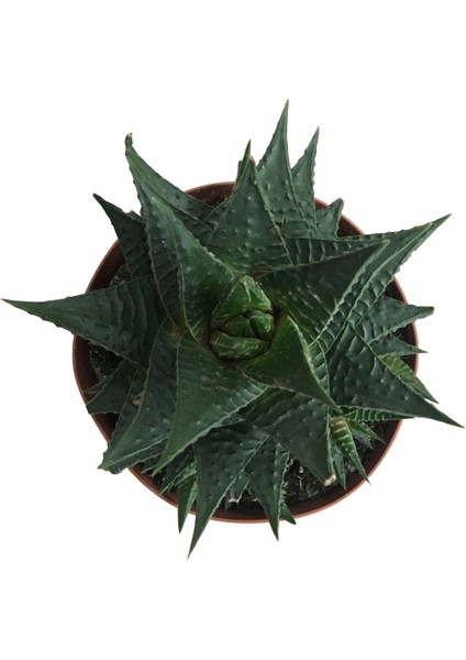 Haworthia Limifolia