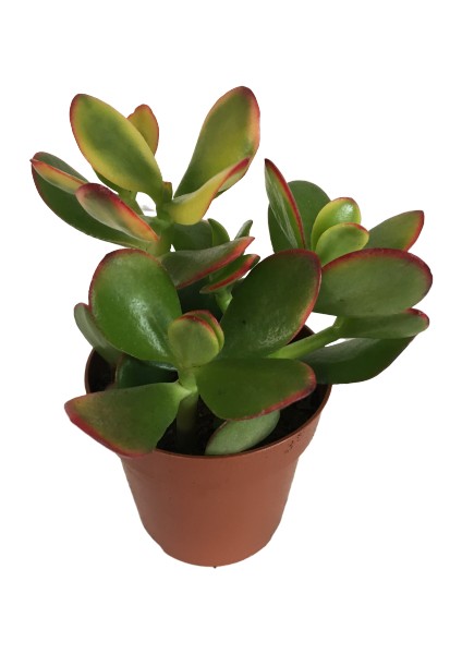 Crassula Ovata Sunset Para Bitkisi