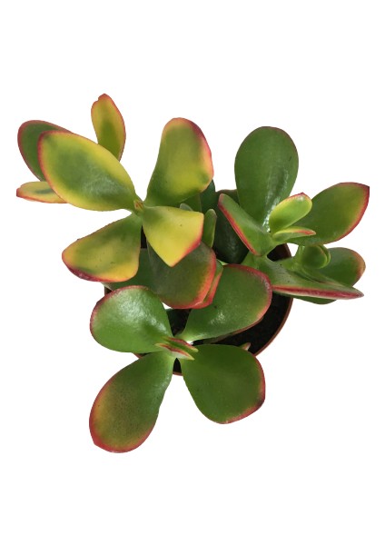 Crassula Ovata Sunset Para Bitkisi